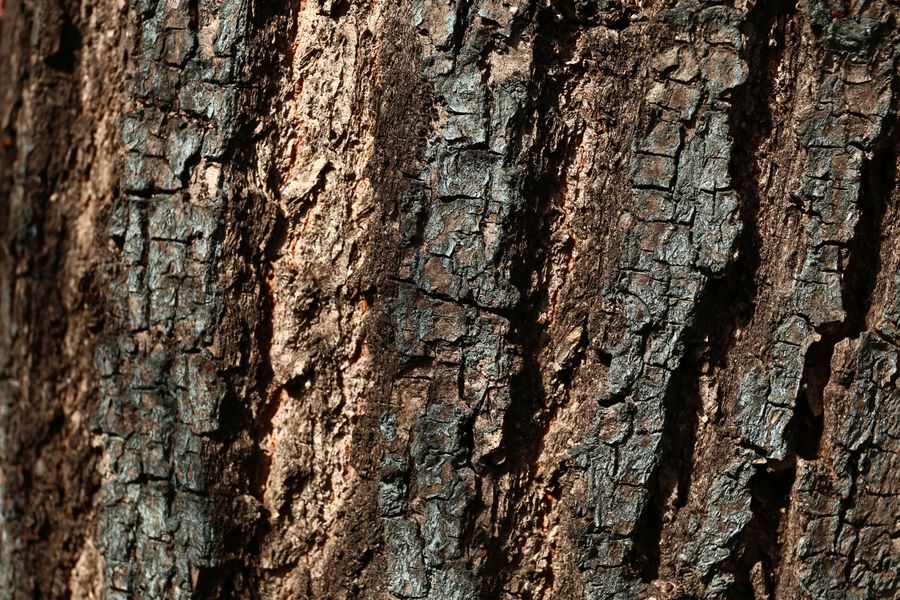 Detail tekstur serat kayu jati